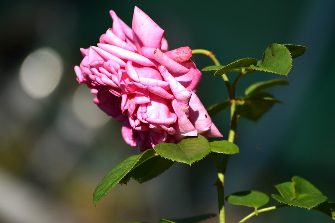 Het leven en de liefde van journalist Fleur Launspach