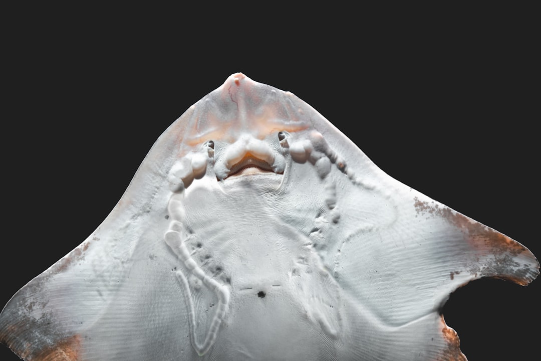 Steven Berghuis uitgeschakeld door blessure: impact op Ajax en Oranje